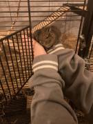 2 Degus agouti braun männlich jung Gruppe Baby 