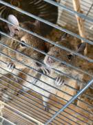 2 Degus agouti braun männlich jung Gruppe Baby 