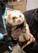 2 kastr. Frettchen-Rüden suchen neues Zuhause