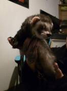 2 kastr. Frettchen-Rüden suchen neues Zuhause