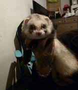 2 kastr. Frettchen-Rüden suchen neues Zuhause