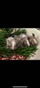 Degu Babys 