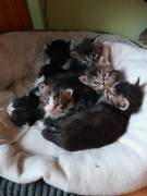 Norwegische Waldkatzen, Kitten