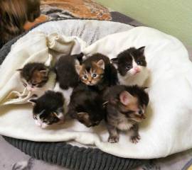 Norwegische Waldkatzen, Kitten