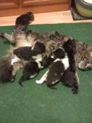 Norwegische Waldkatzen, Kitten