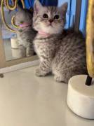 Reinrassige BKH Kitten 