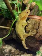 Kronengecko Jungtiere 