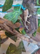 Kronengecko Jungtiere 