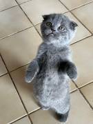 Kleine maus in liebevolle hände abzugeben