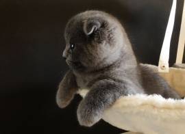 Kleine maus in liebevolle hände abzugeben