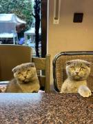 Kleine maus in liebevolle hände abzugeben