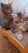 Main Coon Kitten