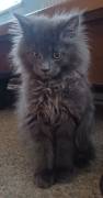 Main Coon Kitten