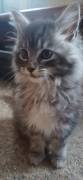 Main Coon Kitten