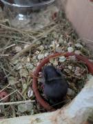 Degus Babys schwarz + grau 