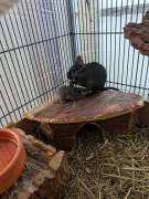 Degus Babys schwarz + grau 