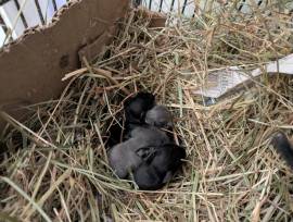 Degus Babys schwarz + grau 