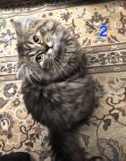 Süße BKH / BLH kleine Kätzchen - Kitten suchen ein