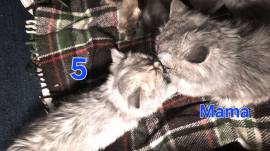 Süße BKH / BLH kleine Kätzchen - Kitten suchen ein