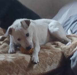 Mimmo, a.d.Tierschutz, sucht Happy-Home 