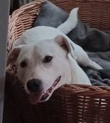 Mimmo, a.d.Tierschutz, sucht Happy-Home 