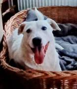 Mimmo, a.d.Tierschutz, sucht Happy-Home 