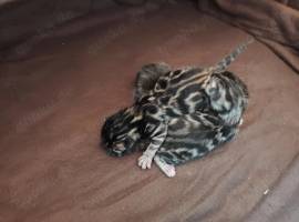 Premium Bengalkitten mit Stammbaum