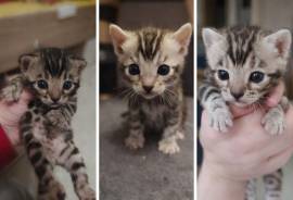 Premium Bengalkitten mit Stammbaum