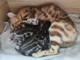 Premium Bengalkitten mit Stammbaum