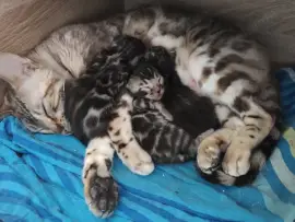 Premium Bengalkitten mit Stammbaum
