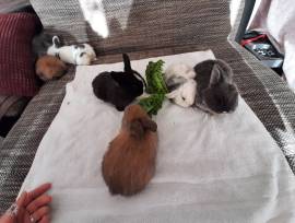 Zwergwidder, aktuell Nachwuchs 