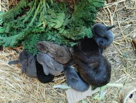 Zwergwidder, aktuell Nachwuchs 