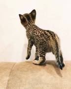 Süße Savannah Kätzchen