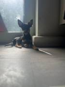Zwergpinscher Mischling Rüde