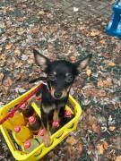 Zwergpinscher Mischling Rüde