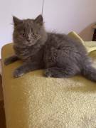 nur noch 1BLH Baby (blau) mit Stammbaum frei