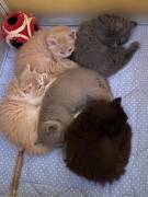 2 BLH Babys,Stammbaum, suchen ihren Lieblingsplatz