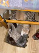 2 BLH Babys,Stammbaum, suchen ihren Lieblingsplatz