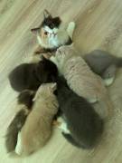 2 BLH Babys,Stammbaum, suchen ihren Lieblingsplatz