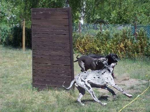 Achtung ! Treffpunkt Deutsche Dogge !