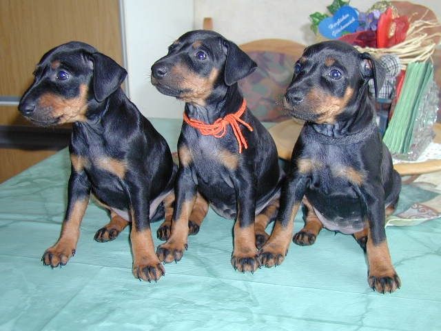 Manchester Terrier - vom Trajan -