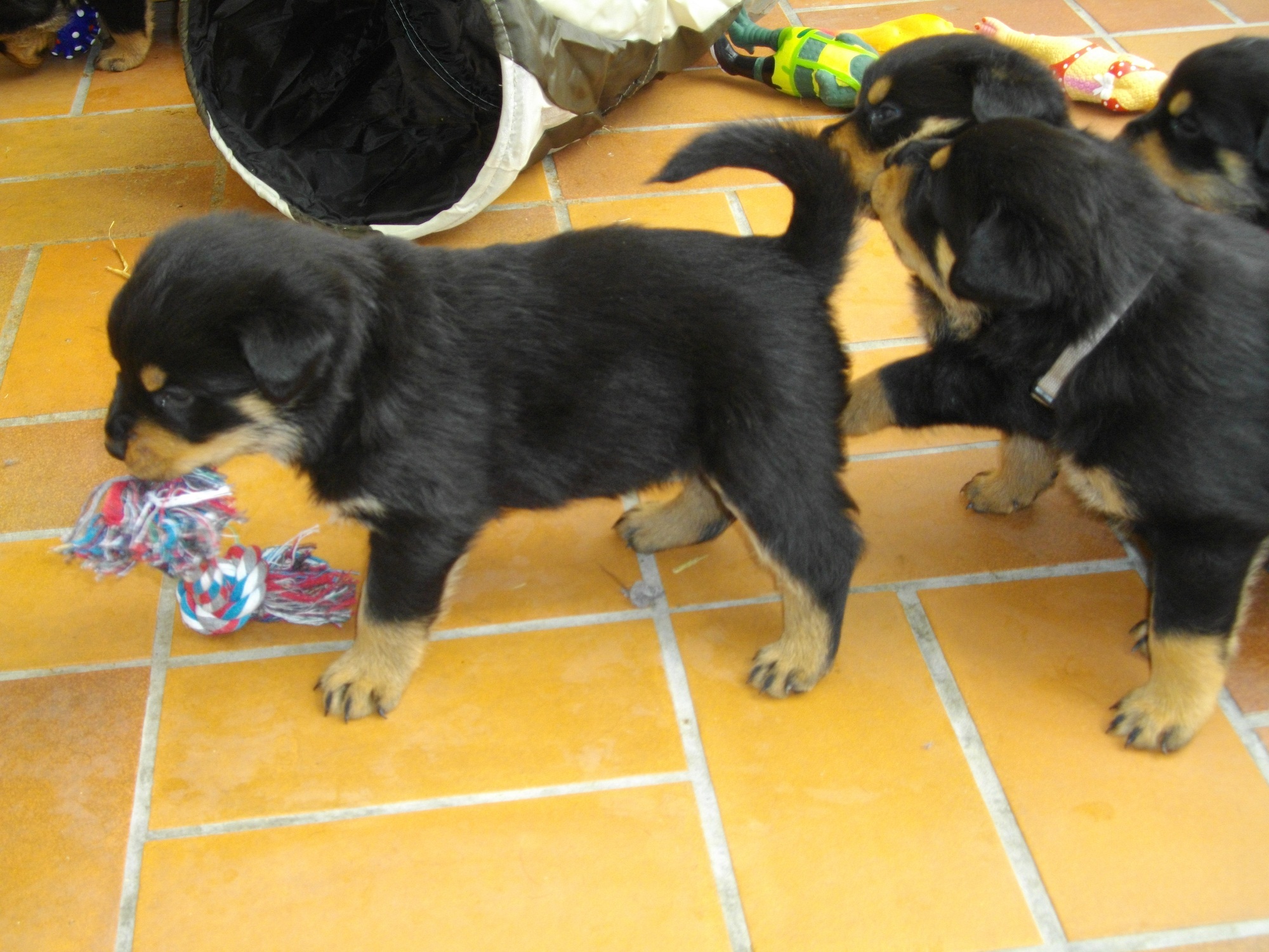 Bildhübsche Rottweilerwelpen abzugeben