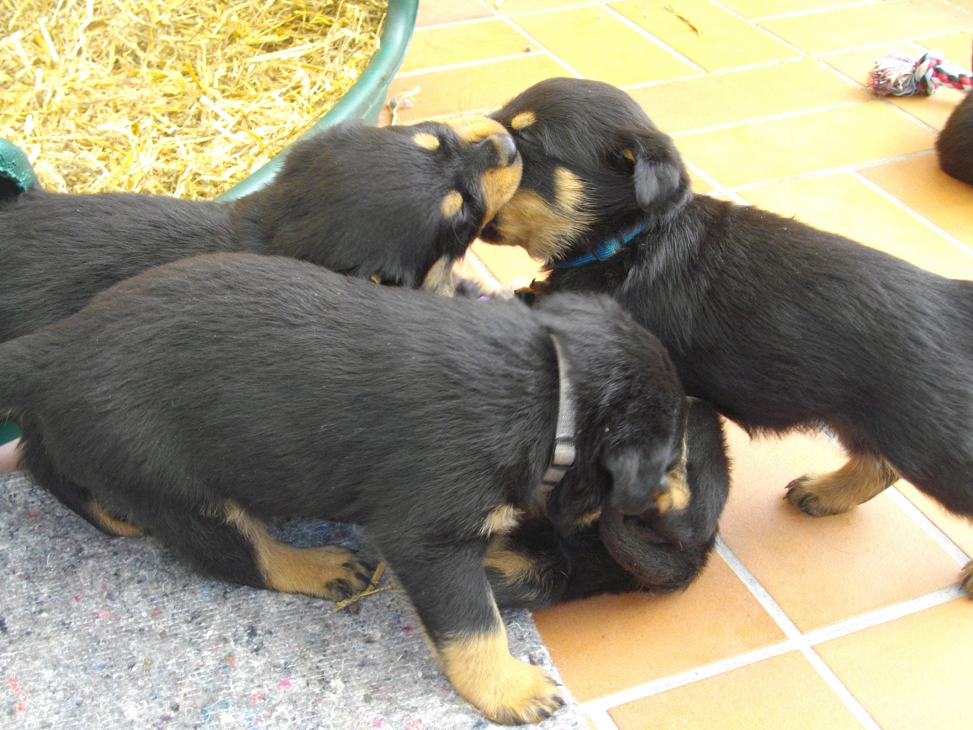 Bildhübsche Rottweilerwelpen abzugeben