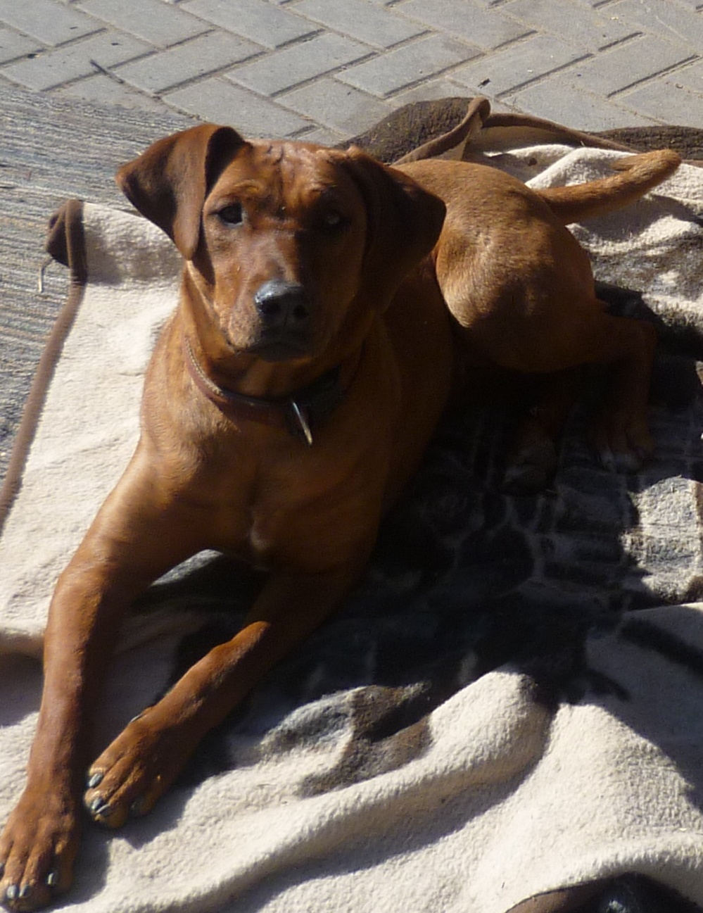 Ridgeback - Dobermann - Hündin sucht liebe Famili