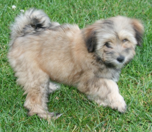 Tibet Terrier Welpen aus einer kontrollierten Hobb