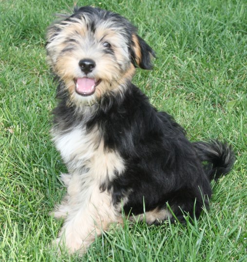 Tibet Terrier Welpen aus einer kontrollierten Hobb