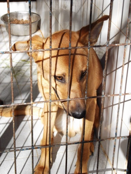 Shiriki - süßer Schäferhund-Mix - ca. 2 Jahre a