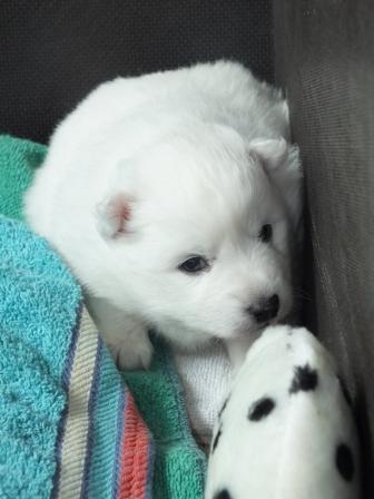 Wir haben noch 3 reinrassige Japan Spitz Welpen ab