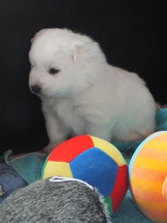 Wir haben noch 3 reinrassige Japan Spitz Welpen ab