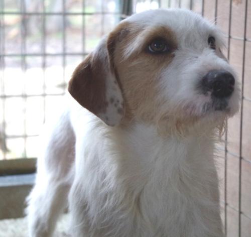 (Reserviert!) Boran - tolle Familie mit Zweithund 